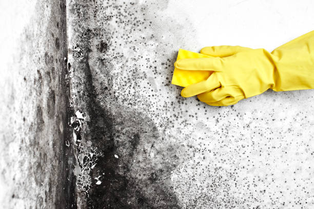 Best Commercial Mold Removal  in Claremont, NH