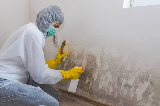 Best Attic Mold Removal  in Claremont, NH