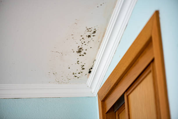 Best Mold Remediation  in Claremont, NH