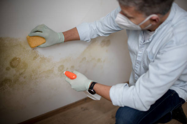 Best Same-Day Mold Removal  in Claremont, NH